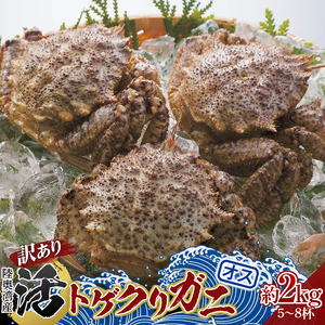 《訳あり》青森県 陸奥湾産 活トゲクリガニ(オス) 約2kg (5～8杯) 【琉宝丸】 漁師直送 かに カニ 蟹 魚介 青森 青森県 平内町 東北 むつ湾  F21J-179