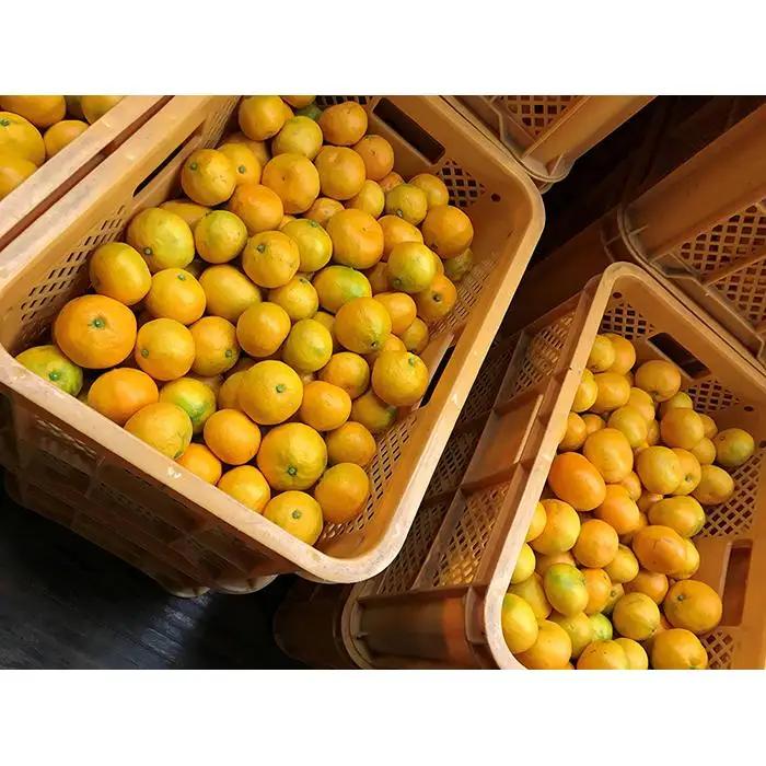 極早生 有田 みかん 化粧箱 特秀 M サイズ 40玉入 南泰園 和歌山 有田みかん