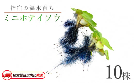 【10営業日以内に発送】【温水育ち】ミニホテイソウ10株 ※北海道・沖縄・離島配送不可※ (otofarm/IB148-011) ホテイ草 水草 ミニ メダカ 飼育 ペット 生き物 魚 初心者 水槽 アクアリウム