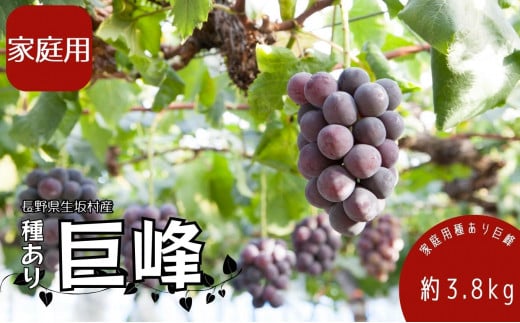 【2026年先行予約】巨峰 3.8kg (9房～13房) 種あり ぶどう 信州直送 | 長野県産 ブドウ 種有り きょほう 葡萄 | 長野県 生坂村 [株式会社野の香]