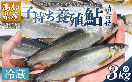 【冷蔵】子持ち鮎 3kg 生鮎 先行受付【鮎 鮎 鮎 鮎 鮎】 kt-0006