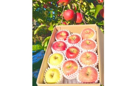2026年産 長野産りんご農家お任せ詰合わせ家庭用3kg 果物 フルーツ デザート 食後 濃密 