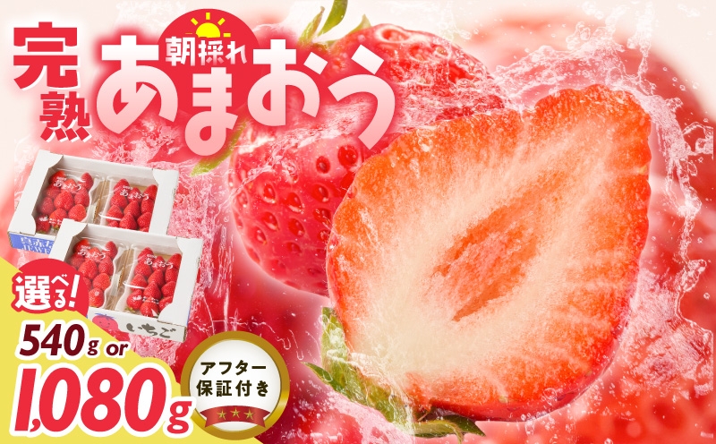 
                  増永農園　福岡県産あまおう _ 270g 選べる パック数 2パック 4パック 高級特産品 あまおう 福岡県産 朝採れ 新鮮 こだわり いちご とれたて ブランドいちご フルーツ 果物 デザート スイーツ お取り寄せ 福岡県 久留米市 送料無料 _ Fi080-02-sku
                