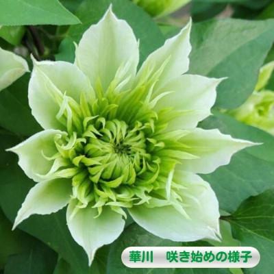 ふるさと納税 北茨城市 【長谷川園芸】北茨城産 クレマチス「華川」5寸 ※5/1〜5/7発送 |  | 02