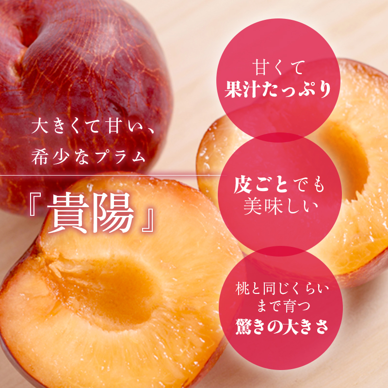 プラム 貴陽 7～9玉 収穫当日出荷 冷蔵便 大玉 すもも 皮ごと フルーツ 果物 おやつ デザート 希少品種 産地直送 新潟県 新潟 