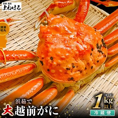 ふるさと納税 美浜町 【2026年11月より順次発送】越前がに　大1杯　獲れたて★茹でたてをその日に発送致します!