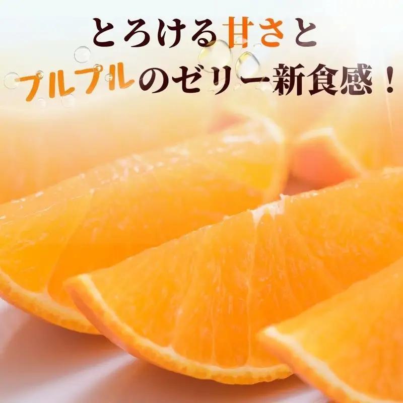 【2026年先行予約】 愛果28号 10玉入り 紅まどんな同一品種 【2026年12月以降順次発送予定】 愛媛 数量限定 愛媛県産 人気 柑橘 伊予市｜C56