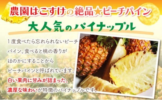 定期便 2ヶ月 絶品ピーチパイン 約9.5kg 【P-SOU/P】2026年 先行予約 ★たっぷり大家族サイズ★ 西表島 初エコファーマー認定 パイン 果物 フルーツ 2回 お楽しみ【036-a009
