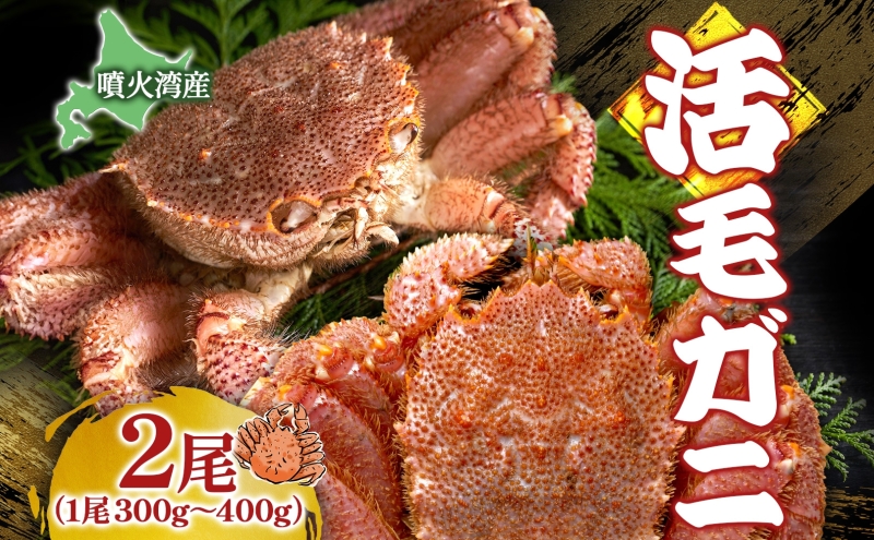 北海道 噴火湾産 活毛がに 2尾 （1尾300g～400g） 2025年6月下旬～7月中旬お届け 先行受付 北海道産 旬 新鮮 毛がに かに カニ 蟹 毛ガニ 毛蟹 カニ味噌 天然 噴火湾 産地直送 お取り寄せ 贈答 冷蔵 洞爺湖町