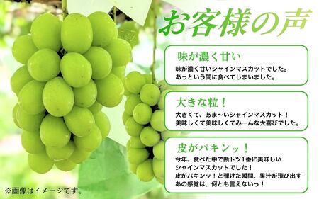【2026年産】シャインマスカット 信州上田産 2房～3房 約1kg ぶどう 葡萄 ブドウ マスカット 1kg 果物 くだもの フルーツ デザート 旬の果物 旬のフルーツ 長野県 長野