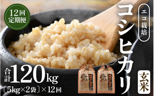 【先行予約】【令和8年産 新米】《定期便12回》エコ栽培コシヒカリ 玄米10kg（5kg×2袋）計120kg ／ 鮮度抜群 福井県産 こしひかり ご飯 新鮮 玄米 ※2026年10月上旬以降順次発送 [aw063-o007]