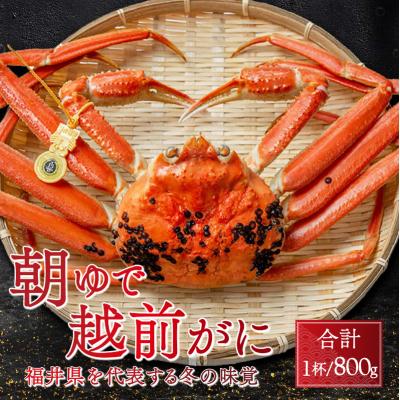 ふるさと納税 小浜市 【先行受付】【1月上旬から順次発送】朝ゆで越前ガニ1杯【約800g】