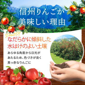 長野県産 りんご ( サンふじ ) 約5kg ＜2026年11月下旬～12月中旬発送＞ | 長野県 飯田市