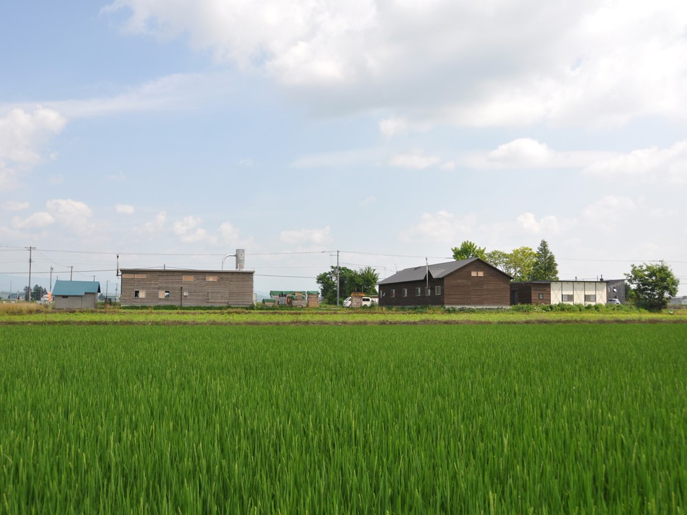 【木と暮らしの工房】シラカバ・トレー　＜サイズ：L／カラー：Green（緑）＞