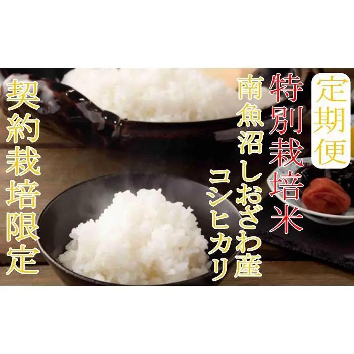 【令和7年産】※定期便：8Kg×6ヶ月※特別栽培 生産者限定  南魚沼しおざわ産コシヒカリ【定期便 銘柄米 ブランド米 精米 こしひかり コシヒカリ 魚沼産 新潟米 産地直送 お米 米 こめ コメ ご飯 御飯 ごはん】