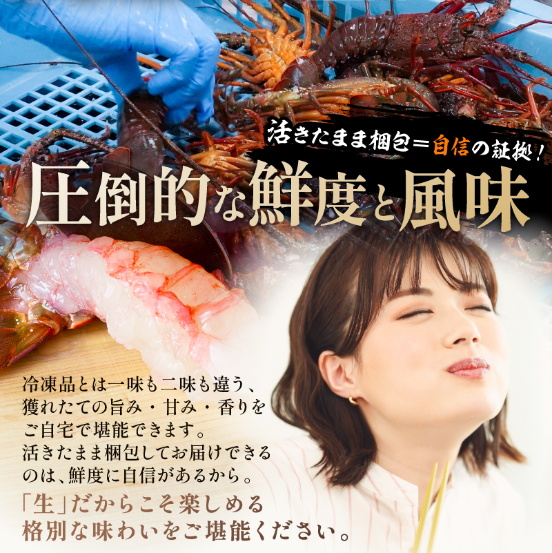 房州産伊勢えび(房州海老)総量 1kg【おがくず梱包】