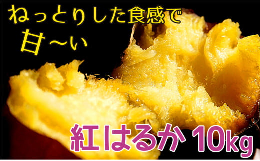 千葉県産 甘～い！ サツマイモ 紅はるか 10kg 先行予約 受付中 さつまいも べにはるか 熟成 ［岩澤さんの さつまいも ］