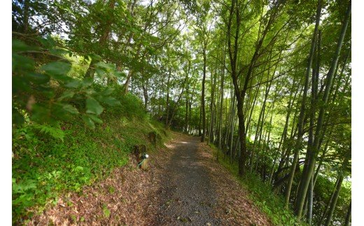 【キャンプ場】吉原ごんべえ村〜手ぶらでドームキャンプ（薪ストーブ付き）〜ファミリー宿泊券