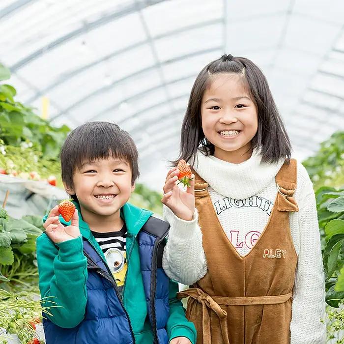 2027年発送！数量限定！佐賀県産いちご さがほのか&いちごさんセット イチゴ 苺：B100-039