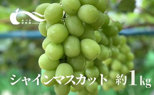 No.2331ぶどう（シャインマスカット）（約1kg）【2025年発送】