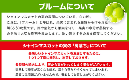 【優品】先行予約 シャインマスカット 鶴田農園 約500~600g (1～2房) 熊本県荒尾市産《8月下旬-9月下旬頃出荷》熊本県 荒尾市 フルーツ 果物 送料無料 葡萄 ぶどう マスカット