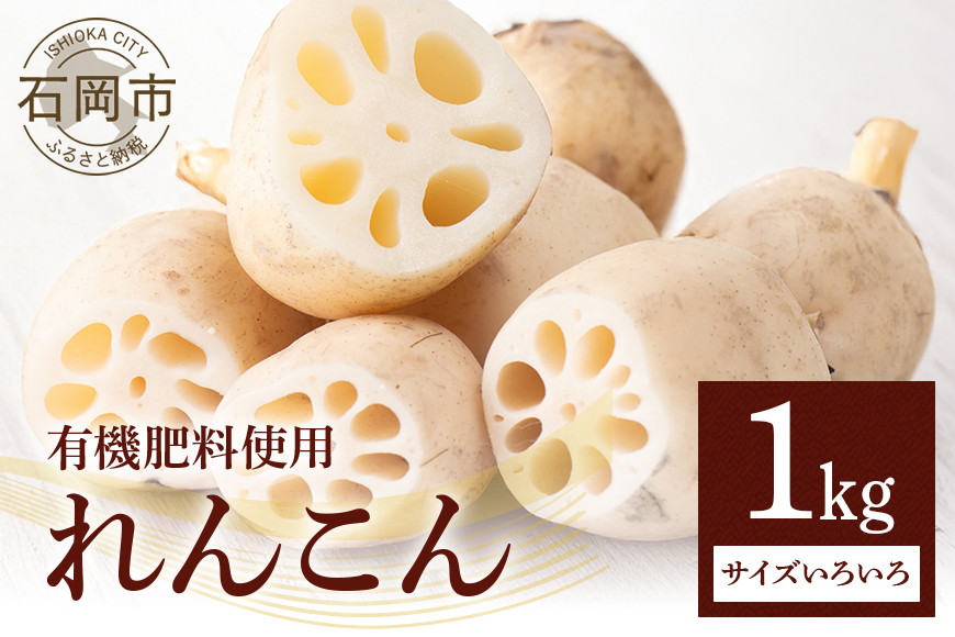 
                  れんこん 1kg (サイズいろいろ) 蓮根 レンコン 国産 野菜 旬 根菜 料理 産地直送 産直 送料無料 いばらきみどり認定取得 (A23-002)
                