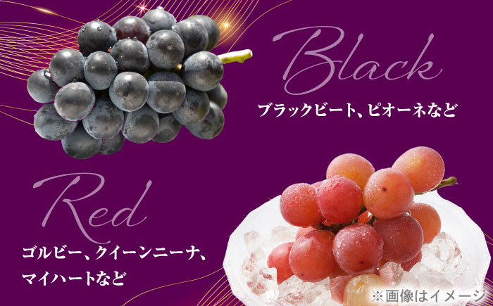 ＜赤秀＞ 種無しぶどう 食べ比べ セット 3～5房 2kg ／ ぶどう ブドウ 葡萄 果物 フルーツ 国産 産地直送 農家直送 愛媛県 内子町産【藤友巨峰園】 [BKCI001]