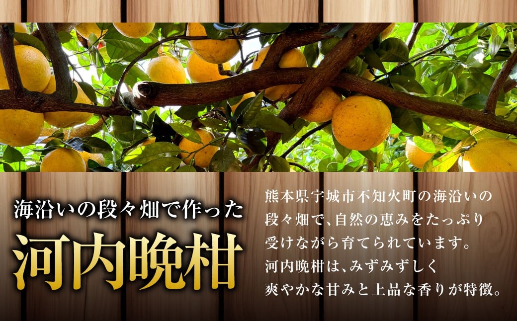 【2026年4月下旬発送開始】熊本県宇城市不知火町の海沿いの段々畑で作った「河内晩柑」約10kg（26-33玉）