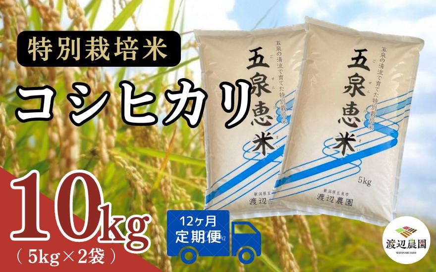 
                  令和7年産 コシヒカリ【定期便 12ヶ月】10kg (5kg × 2袋) × 12回 五泉産 五泉恵米 特別栽培米 | 新潟産コシヒカリ 新潟県産コシヒカリ 新潟県産こしひかり 米 お米 こしひかり 白米 精米 ブランド米 新潟県 五泉市 渡辺農園
                