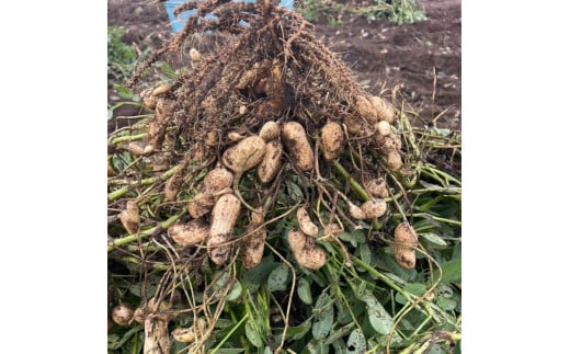 《先行予約》生落花生　おおまさり　2kg ／ 落花生 らっかせい ラッカセイ おおまさり 生落花生 茹で落花生 2kg 産地直送 産直 送料無料