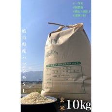 【毎月定期便】養老町産　岐阜ハツシモ　10kg　玄米　全3回