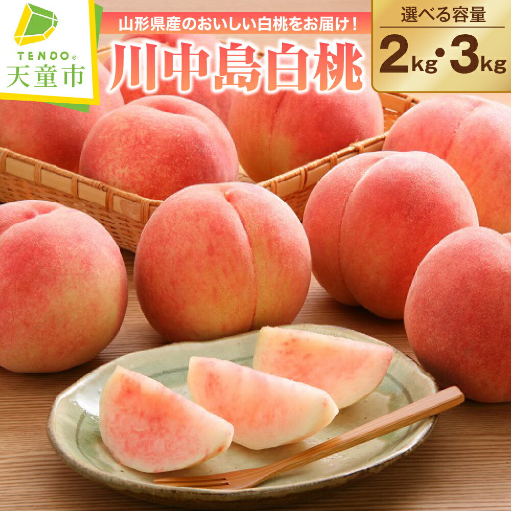 【ふるさと納税】もも ( 川中島白桃 ) 2kg / 3kg 山形県産 桃 白桃 果物 フルーツ 秀品 2kg 4～9玉 / 3kg 6～14玉 ご家庭用 のし 贈答 ギフト おすそ分け 旬 夏 秋 期間限定 冷蔵便 送料無料 先行予約 【 山形県 天童市 】