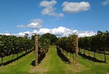 天空の里 光姫 阿寒産ぶどうジュース ふるさと納税 ジュース F4F-0986