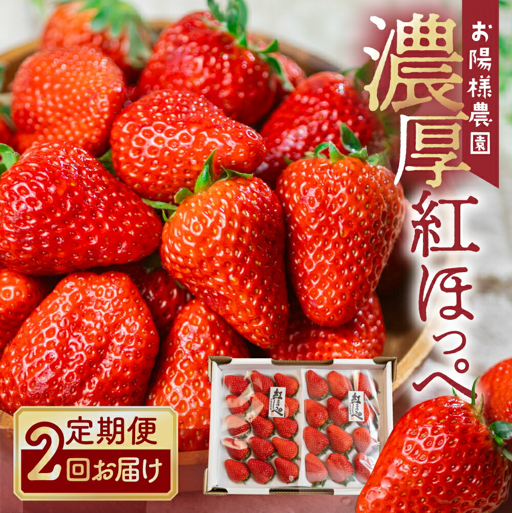 【ふるさと納税】定期便 紅ほっぺ 8〜15粒 2シート 2回お届け 2026年1月下旬〜発送開始 イチゴ いちご 激甘 苺 激甘 果物 激甘 くだもの 激甘 フルーツ 激甘 お陽様農園 お取り寄せ 田原市 渥美半島 産地直送 どうまい