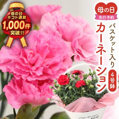 ふるさと納税 田村市 【先行受付 2026年母の日】カーネーション2種「4号鉢バスケット入り」鉢植え