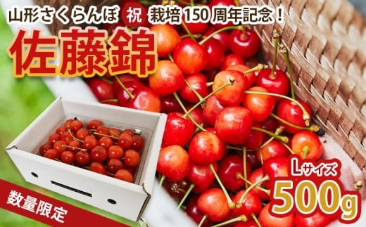 山形さくらんぼ (祝)栽培150周年記念！佐藤錦 500g L玉 数量限定！【令和8年産先行予約】FS25-068