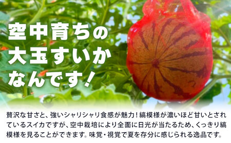 【先行予約】空中育ちの大玉すいか 祭ばやし 6kg以上 1玉 そうがわ農園 《2026年6月下旬-8月上旬頃出荷》｜スイカスイカスイカ