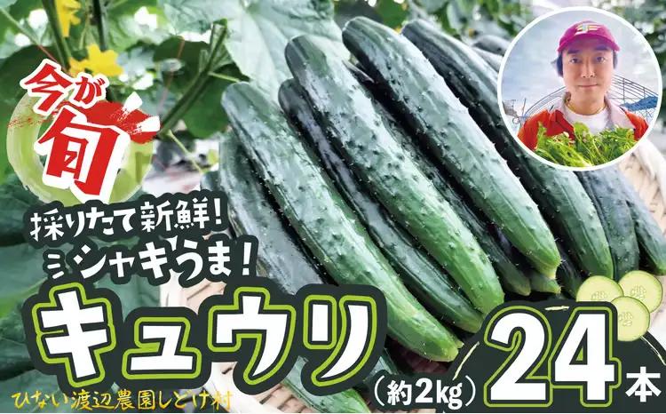 キュウリ 採りたてシャキ旨！24本　60P3231【ひない渡辺農園しどけ村】