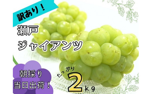 HF-12.【訳あり】フルーツ王国岡山　朝採り新鮮！人気ぶどう瀬戸ジャイアンツ２ｋｇ【HF-12-01】