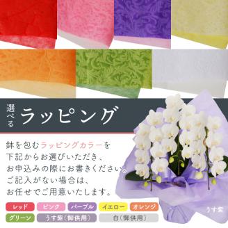 胡蝶蘭 ピンク大輪3本立 39輪 ※お届け不可地域あり【008B-011】