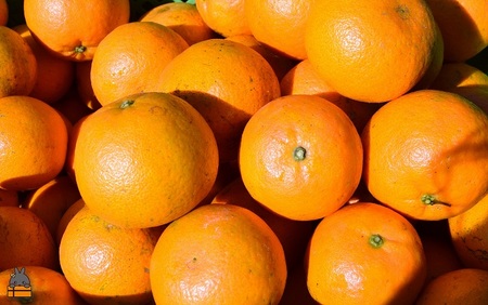 ≪先行予約≫世界中が笑顔になるね！佐原農園さんのたんかん（10kg）( タンカン 果物 フルーツ 柑橘 みかん 鹿児島 奄美 徳之島 美味しい 旬 果肉 )