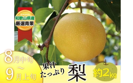【全2回 】かつらぎ町産 フルーツ定期便（梨・ピオーネ）フルーツ王国よりお届け♪ / なし ピオーネ ぶどう 種無し たねなし フルーツ 果物 定期便 セット 和歌山 旬 甘い 先行予約【A-frks