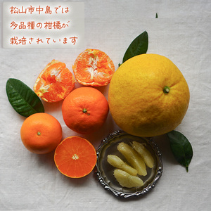 【12月から発送】柑橘定期便 5kg × 4回 計20kg 品種おまかせ（ 家庭用 みかん 温州 蜜柑 ミカン 果物 フルーツ 定期便 旬 季節限定 数量限定 NPO法人農音 愛媛県 松山市 中島 農