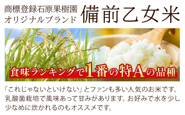 米 こめ コメ 備前乙女米 白米 10kg 石原果樹園《30日以内に出荷予定（土日祝除く）》岡山県 浅口市 ご飯 お米 国産 岡山県産 送料無料