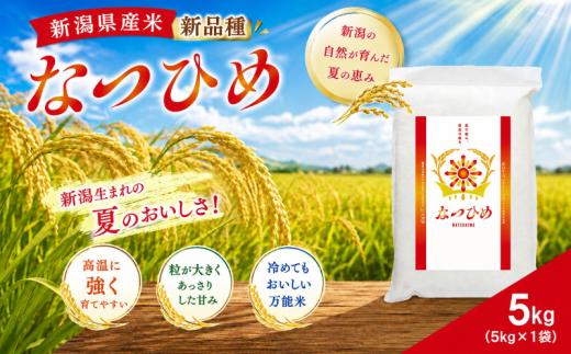 【最短5日発送】 令和8年産 なつひめ 真空パック 白米 5kg  新潟産 新潟米 新発田産 新発田 お米 米 kome ご飯 こめ ごはん ライス ふるさと納税 お弁当 食品 ブランド米 新潟県 新発田市 三糧 sanryo021