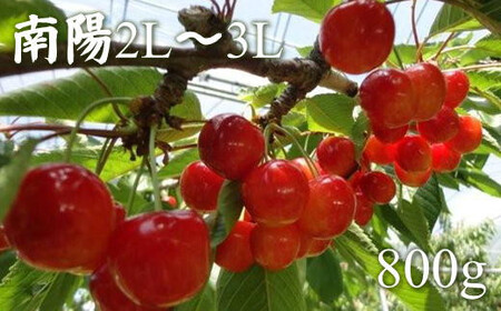 8-018-007　冨野果樹園のさくらんぼ南陽（2L～3L）800g