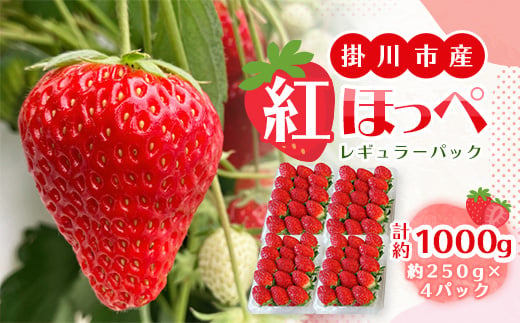 
                  ＜先行受付＞総重量約1000g　掛川市産・紅ほっぺ レギュラーパック 4パック入【1635351】
                