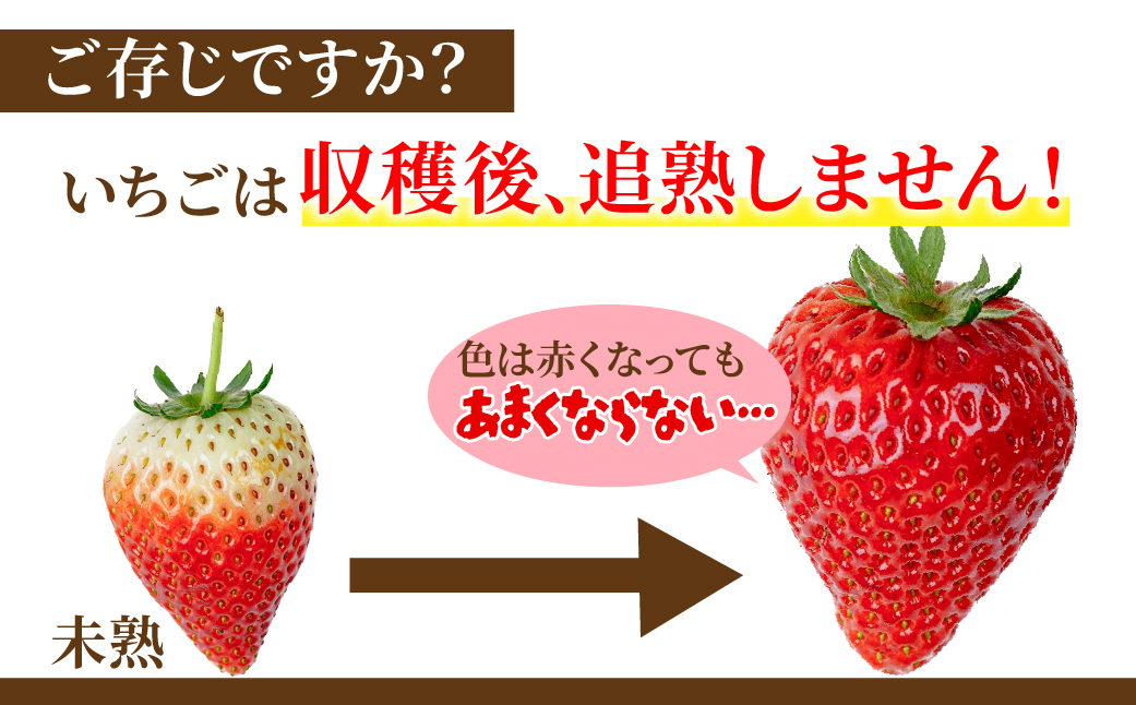 【先行受付：2月以降発送】いちご 「茂木完熟いちご」　矢野農園の とちあいか 大粒 約270g × 4パック 合計 約1080g | いちご イチゴ 苺 とちあいか 完熟 果物 フルーツ くだもの 旬
