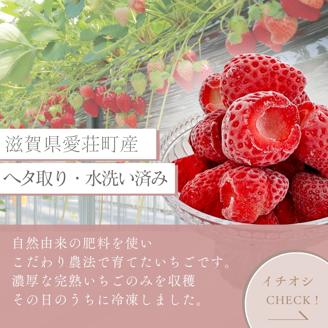 採れたて瞬間冷凍! 滋賀県愛荘町産 冷凍いちご 1kg(500g×2)品種ミックス 冷凍 いちご 紅ほっぺ よつぼし みおしずく あまえくぼ BJ05
