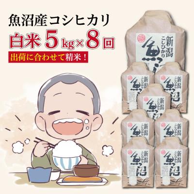 ふるさと納税 十日町市 【毎月定期便】魚沼産コシヒカリ【精米】5kg全8回
